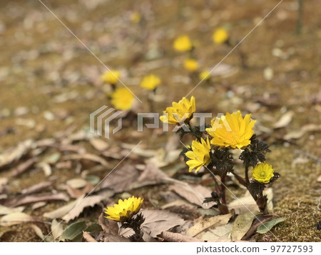 Adonis ramosa that bloomed in yellow cutely 97727593