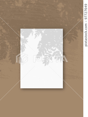 Natural light casts shadows from Rowan branch on A vertical A4 sheet of white textured paper Natural light casts shadows from Rowan branch on A vertical A4 sheet of white textured paper 97727649