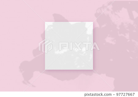 Natural light casts shadows from the plant on square sheet of white paper lying on a pink textured background. Mockup 97727667