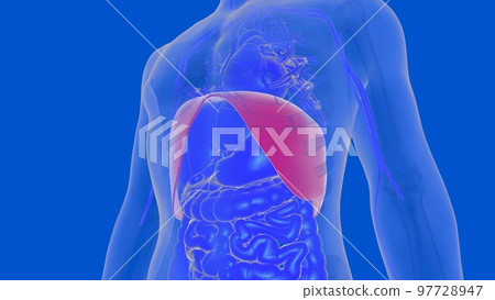 Human diaphragm anatomy for medical concept 3D rendering 97728947