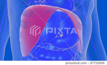 Human diaphragm anatomy for medical concept 3D rendering 97728949
