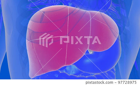 Liver human digestive anatomy for medical concept 3D rendering 97728975