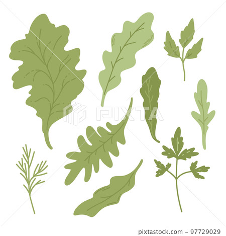 Fresh Green vegetables. parsley, dill, salad 97729029