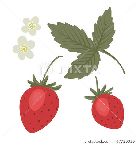 Berries, leaves, flowers of strawberries.  97729039