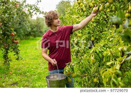 Orchardman harvesting fresh fruit in the garden 97729070