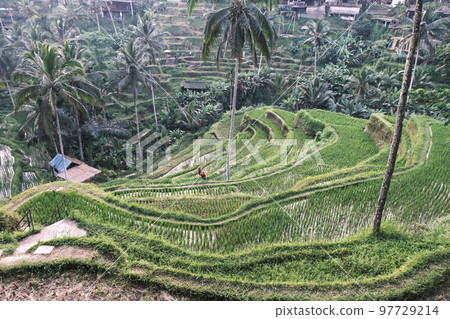 Tegallalang rice terraces in Ubud on the island of Bali in Indonesia. Picturesque cascading rice fields with palm trees in the background. Nature, sights of Bali 97729214