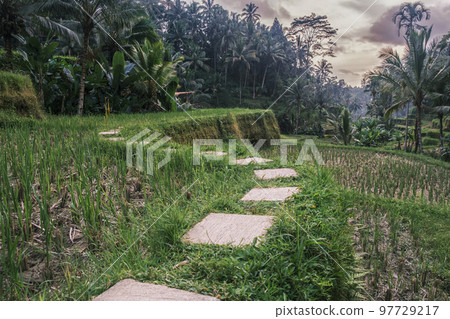 Tegallalang rice terraces in Ubud on the island of Bali in Indonesia. Picturesque cascading rice fields with palm trees in the background. Nature, sights of Bali. path leading forward 97729217