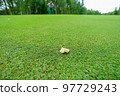 Fresh green grass background turf a top view. High quality photo 97729243
