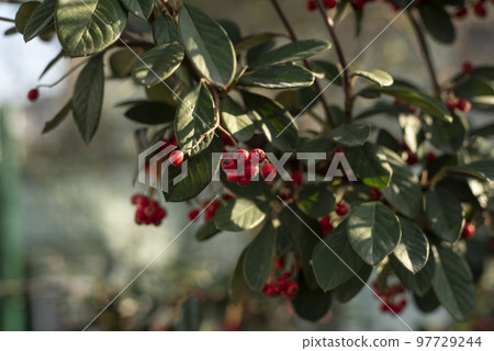 juicy cotoneaster colors.colored cotoneasters in winter time juicy cotoneaster colors.colored cotoneasters in winter time 97729244