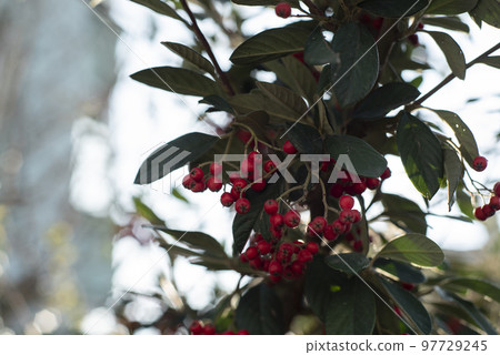 juicy cotoneaster colors.colored cotoneasters in winter time juicy cotoneaster colors.colored cotoneasters in winter time 97729245