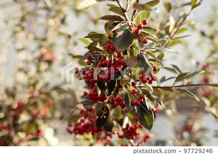 juicy cotoneaster colors.colored cotoneasters in winter time juicy cotoneaster colors.colored cotoneasters in winter time 97729246