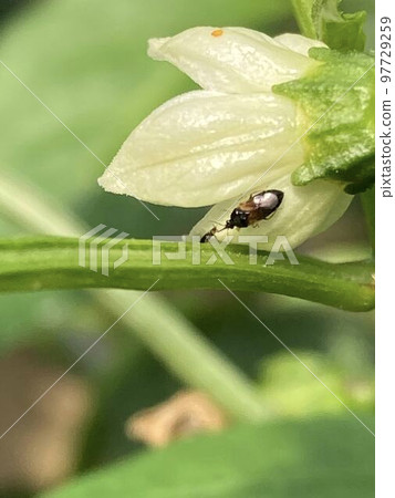 Red-eyed stink bug that preys on thrips 97729259