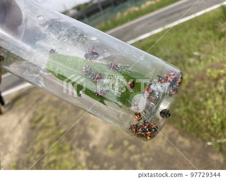 Large number of seven-spotted ladybirds 97729344