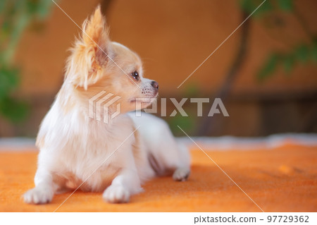 An adult dog is resting. A white and red chihuahua lies on an orange blanket. 97729362