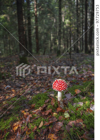 Amanita muscaria Amanita muscaria 97729753