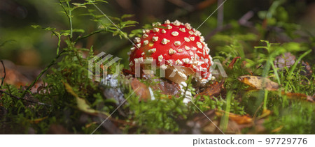 Amanita muscaria Amanita muscaria 97729776