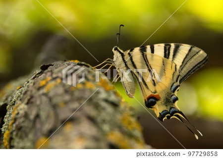 Scarce swallowtail or Iphiclides podalirius, also sail or pear-tree swallowtail 97729858