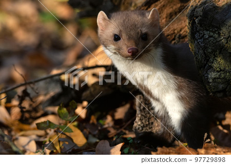 Beech marten or Martes foina also known as stone marten or white-breasted marten 97729898