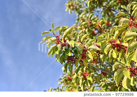 Ilex rotunda (also for lucky charms) Ilex rotunda (also for lucky charms) 97729986