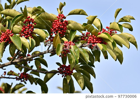 冬青圓形大廳（也用於幸運符） 97730006