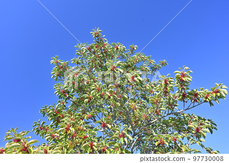 Ilex rotunda (also for lucky charms) 97730008