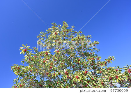 Ilex rotunda (also for lucky charms) 97730009