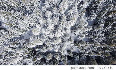 Top down view of snow covered winter forest. 97730310