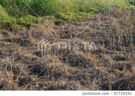 荒原草原野原雜草 97730342