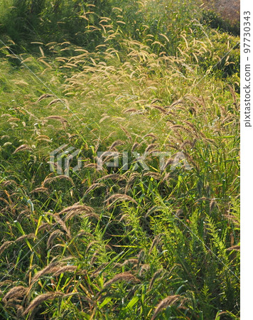 荒原草原野原雜草 97730343