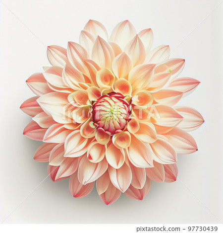 Top view of Dahlia flower on a white background, perfect for representing the theme of Valentine's Day. 97730439