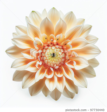 Top view of Dahlia flower on a white background, perfect for representing the theme of Valentine's Day. 97730440
