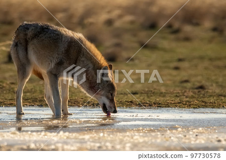 Eurasian wolf or Canis lupus lupus drinks in steppe. Grey wolf near water 97730578