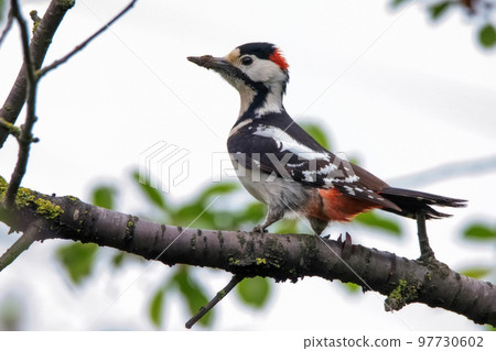 Close up Syrian woodpecker or Dendrocopos syriacus on tree next to its hole Close up Syrian woodpecker or Dendrocopos syriacus on tree next to its hole 97730602