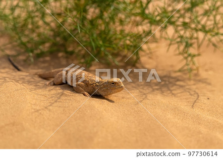 Secret Toadhead Agama or Phrynocephalus mystaceus. Toad-headed agama Secret Toadhead Agama or Phrynocephalus mystaceus. Toad-headed agama 97730614