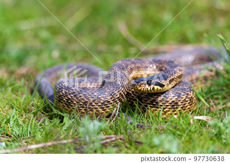 Close-up of blotched snake or Elaphe sauromates in grass 97730638