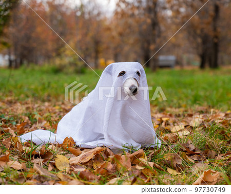 Jack Russell Terrier dog in a ghost costume in the autumn forest.  97730749