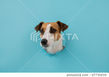 Funny dog muzzle from a hole in a paper blue background. Copy space.  97730939