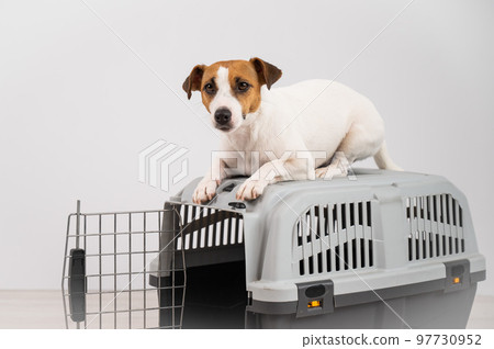 Jack Russell Terrier dog lies on top of a cage for safe transportation with the door open. Jack Russell Terrier dog lies on top of a cage for safe transportation with the door open. 97730952