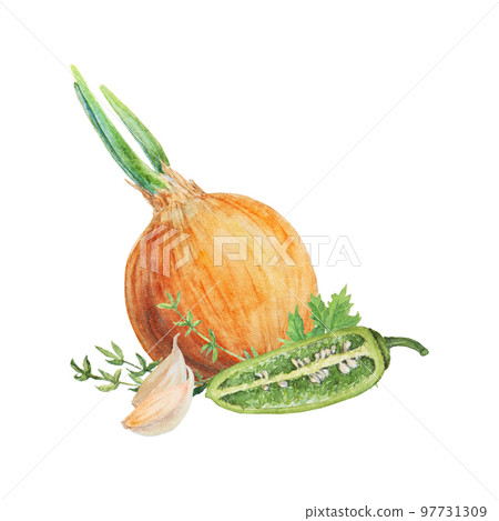 Hand drawn watercolor onion, garlic, pepper and greens isolated on white background Hand drawn watercolor onion, garlic, pepper and greens isolated on white background 97731309