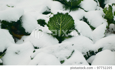 Savoy cabbage vegetable winter field snow covered frost bio detail leaves leaf heads Brassica oleracea sabauda close-up land root crop farm plantation farming harvest cultivated garden growing Europe Savoy cabbage vegetable winter field snow covered frost bio detail leaves leaf heads Brassica oleracea sabauda close-up land root crop farm plantation farming harvest cultivated garden growing Europe 97732205