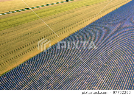 lavender and wheat fields lavender and wheat fields 97732293