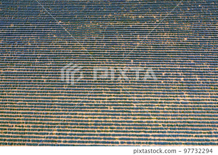 lavender field. lavender field. 97732294