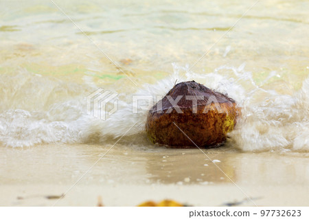 A coconut is washed away by sea waves, Togian Islands, Indonesia 97732623