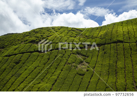 Green tea crops, Cameron Highlands, Tanah Rata, Malaysia 97732656