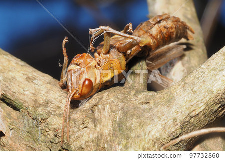 Moz no Hayate (Locust) 97732860