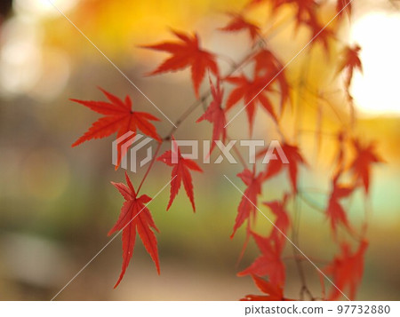 Korankei的楓葉特寫 97732880