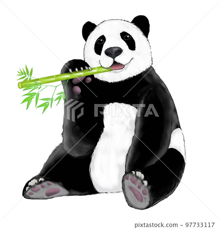 Panda sitting and eating bamboo 97733117