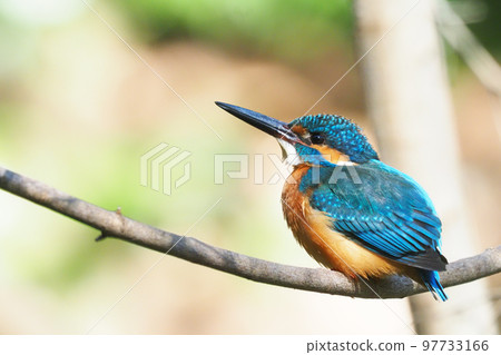 Kingfisher 97733166