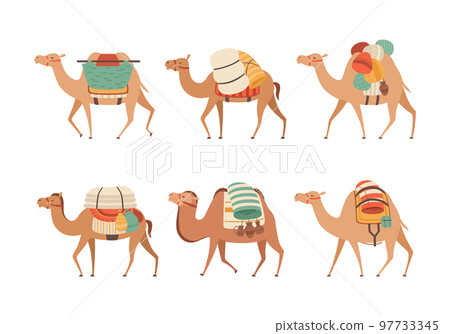 Set of camels. Wild and domesticated animals with traditional colorful saddles cartoon vector illustration Set of camels. Wild and domesticated animals with traditional colorful saddles cartoon vector illustration 97733345