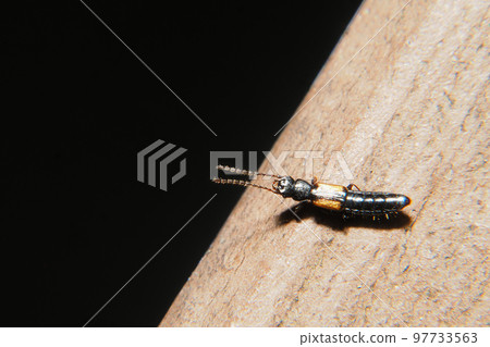 A kind of Staphylinidae 97733563